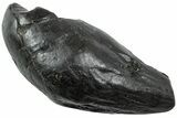 Fossil Sperm Whale (Scaldicetus) Tooth - South Carolina #231875-1